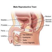 Illustration of anatomy of male reproductive tract