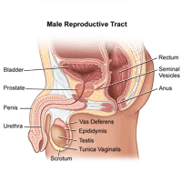 Illustration of the anatomy of the male reproductive tract