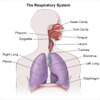 Respiratory system