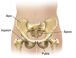 Vista frontal de la parte inferior del abdomen femenino donde se muestran los huesos pélvicos.