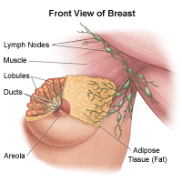 Click Image to Enlarge llustration of the anatomy of the female breast, front view