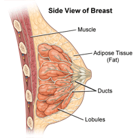 Click Image to Enlarge Illustration of the anatomy of the female breast, side view